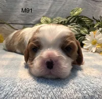 Cooper, a male Cavalier King Charles Spaniel for sale in West Point, IA – 8 of 8