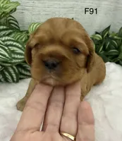 Lulu, a female Cavalier King Charles Spaniel for sale in West Point, IA – 4 of 6