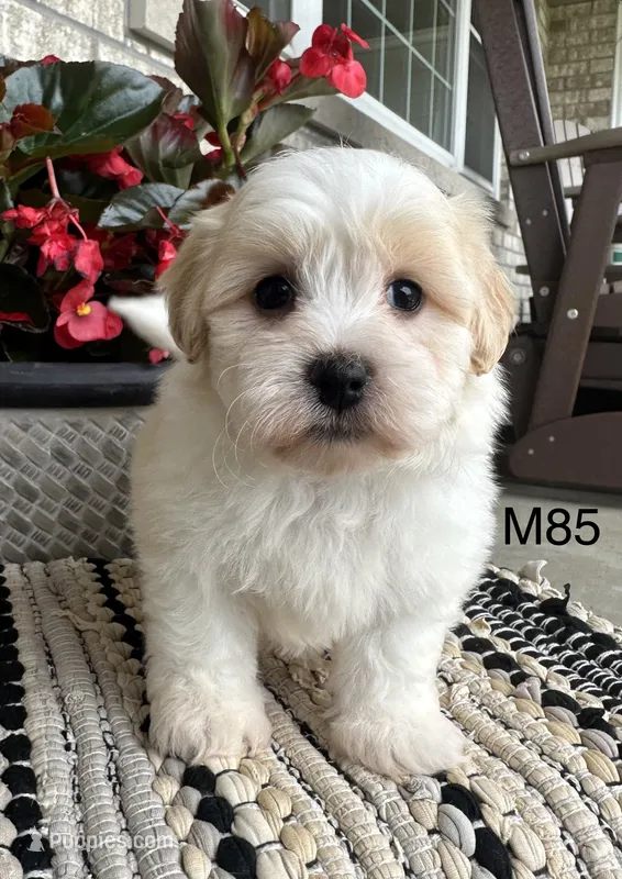Nolan  – Maltipoo puppy for sale in West Point, IA