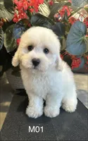 Frank, a male Maltipoo for sale in West Point, IA – 9 of 10
