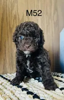 Henry, a male Poodle - Miniature  for sale in West Point, IA – Photo 6 of 10