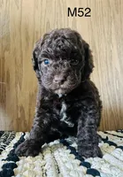 Henry, a male Poodle - Miniature  for sale in West Point, IA – Photo 10 of 10
