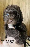 Henry, a male Poodle - Miniature  for sale in West Point, IA – Photo 2 of 10