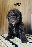 Henry, a male Poodle - Miniature  for sale in West Point, IA – Photo 5 of 10