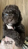 Henry, a male Poodle - Miniature  for sale in West Point, IA – Photo 1 of 10