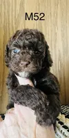 Henry, a male Poodle - Miniature  for sale in West Point, IA – Photo 3 of 10