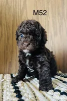 Henry, a male Poodle - Miniature  for sale in West Point, IA – Photo 8 of 10