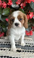 Milo, a male Cavalier King Charles Spaniel for sale in West Point, IA – 8 of 9
