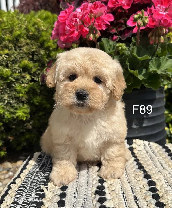 Lilly  – Maltipoo puppy for sale in West Point, IA