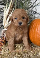 Sophie, a female Poodle - Miniature  for sale in West Point, IA – 7 of 10