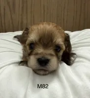 Ash, a male Yorkipoo for sale in West Point, IA – 7 of 10