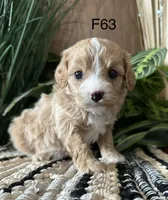 Izzy, a female Cavapoo for sale in West Point, IA – Photo 1 of 10