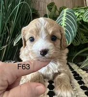 Izzy, a female Cavapoo for sale in West Point, IA – Photo 4 of 10