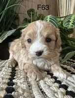 Izzy, a female Cavapoo for sale in West Point, IA – Photo 6 of 10