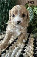 Izzy, a female Cavapoo for sale in West Point, IA – Photo 7 of 10