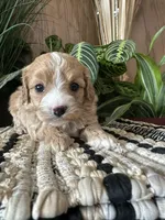 Izzy, a female Cavapoo for sale in West Point, IA – Photo 10 of 10