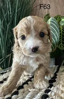 Izzy, a female Cavapoo for sale in West Point, IA – Photo 2 of 10