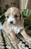 Izzy, a female Cavapoo for sale in West Point, IA – Photo 3 of 10