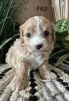 Izzy, a female Cavapoo for sale in West Point, IA – Photo 9 of 10