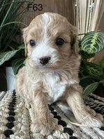 Izzy, a female Cavapoo for sale in West Point, IA – Photo 8 of 10