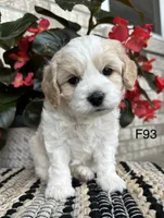 Nicki, a female Cavachon for sale in West Point, IA – 4 of 10