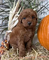 Lainey, a female Poodle - Miniature  for sale in West Point, IA – 5 of 10