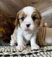 Cooper , a male Cavalier King Charles Spaniel for sale in West Point, IA – 5 of 10