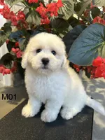 Frank, a male Maltipoo for sale in West Point, IA – 5 of 10
