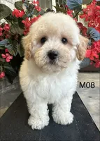 Nick, a male Maltipoo for sale in West Point, IA – 7 of 10