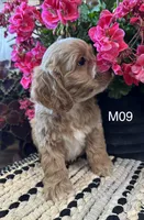 Bentley , a male Cockapoo for sale in West Point, IA – 5 of 10