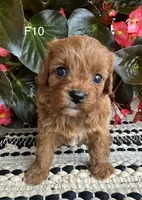 Penny, a female Cavapoo for sale in West Point, IA – 9 of 10