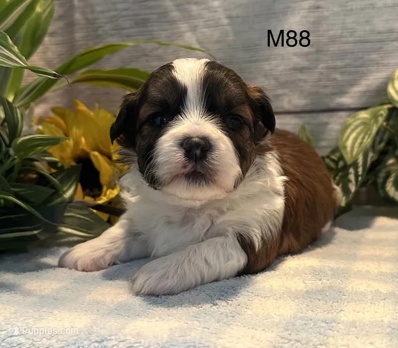 Teddy – Bichon Frise, Shih Tzu puppy for sale in West Point, IA