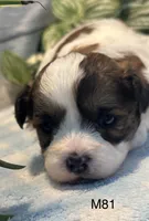 Coco, a male Bichon Frise and Shih Tzu for sale in West Point, IA – 6 of 9