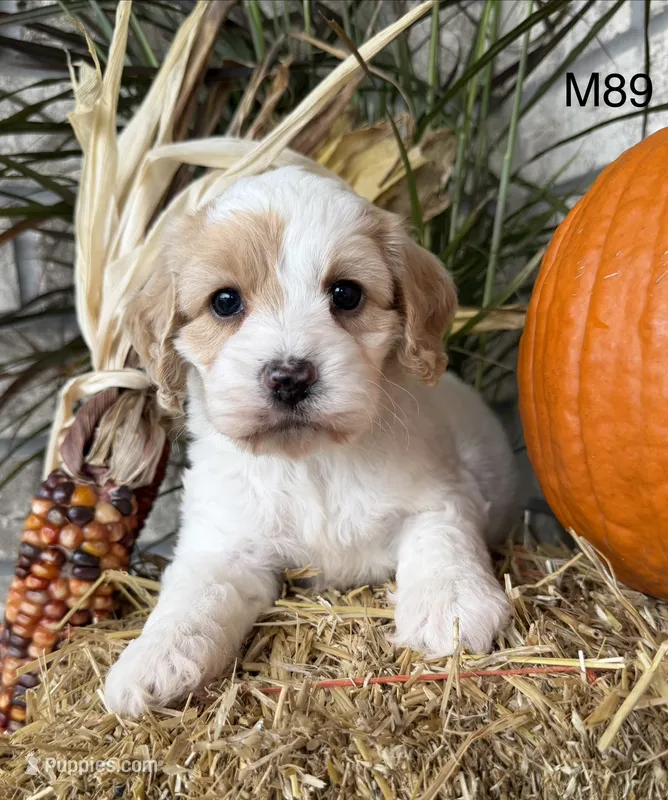 Hunter – Cockapoo puppy for sale in West Point, IA