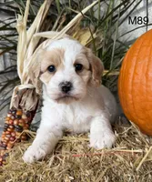 Hunter, a male Cockapoo for sale in West Point, IA – 1 of 10