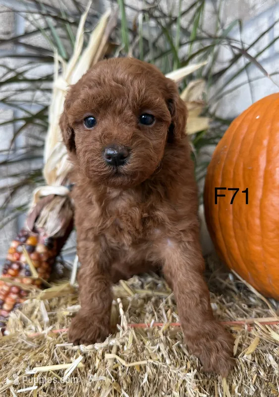 Lainey – Poodle - Miniature  puppy for sale in West Point, IA