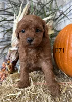 Lainey, a female Poodle - Miniature  for sale in West Point, IA – 1 of 10