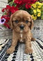 Ruby, a female Cavalier King Charles Spaniel for sale in West Point, IA – 8 of 9