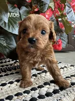 Zane , a male Cavapoo for sale in West Point, IA – 6 of 10