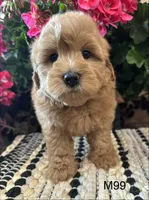 Jack, a male Maltipoo for sale in West Point, IA – 5 of 10