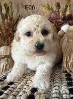 Mary, a female Maltipoo for sale in West Point, IA – 4 of 10