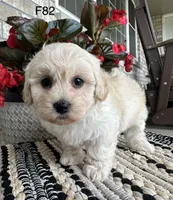 Molly , a female Maltipoo for sale in West Point, IA – 3 of 9