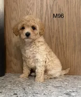 Fran, a male Maltipoo for sale in West Point, IA – 4 of 10
