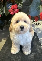Ben, a male Maltipoo for sale in West Point, IA – 5 of 10