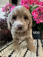 Bentley , a male Cockapoo for sale in West Point, IA – 6 of 10