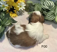 Mary, a female Bichon Frise and Shih Tzu for sale in West Point, IA – 7 of 8