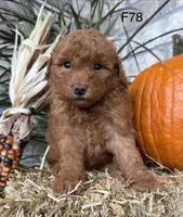 Bella, a female Poodle - Miniature  for sale in West Point, IA – 10 of 10