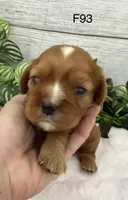 Lilly, a female Cavalier King Charles Spaniel for sale in West Point, IA – 5 of 7