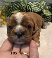 Bella, a female Cavalier King Charles Spaniel for sale in West Point, IA – 6 of 6