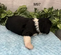 Bruno, a male Cavalier King Charles Spaniel for sale in West Point, IA – 6 of 10